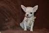 A donner femelle chihuahua poil court LOF