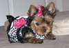 Chiots Yorkshire Terrier Pure Race