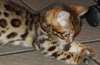 Magnifiques Chatons Bengal