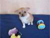 Chihuahua femelle poils courts à donner