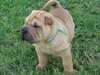 Chiot D Apparence shar pei .