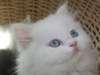 adorables chaton persan chinchilla male et femelle - photo 3