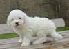 chiots d'apparence caniche male et femelle disponi