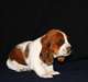 chiot Basset Hound de 4 mois a adopter