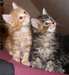 Chatons Main Coon mâle et femelle