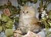 chaton Himalayan  a adopter