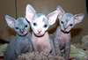 Chatons  sphynx male et female