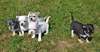 Magnifiques chiots chihuahua non LOF