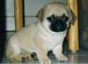 Adorable chiots carlin pour adoption