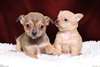 deux Magnifiques chiots type Chihuahua