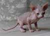 Chat sphynx ,lignée de champion