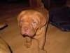2 sublimes chiots mâle et femelle dogue de bordeau