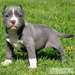 des adorables chiot pitt bull