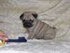 chiots types carlin a donner