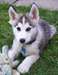 A donner Chiot type husky siberien  Mâle et femell