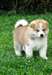 SUBLIMES CHIOTS AKITA INU
