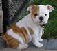 de tres beaux chiotsbulldog anglai au prix de rien