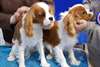 CHIOTS CAVALIER KING CHARLES LOF