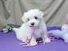 Chiots maltais pour adoption..