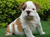 magnifiques chiots bulldog anglais lof