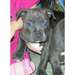 Magnifiques chiots pitt bull