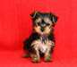 Adorable Chiots Yorkshire Terrier a donner - photo 1