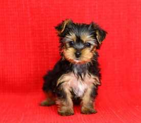 Adorable Chiots Yorkshire Terrier a donner