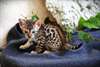 Adorables chatons de race bengal - photo 1
