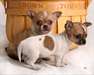 Chiot chihuahua male de couleur creme
