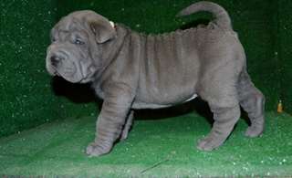 Qualit&#233; Male &amp; femelle chiots Sharpei chinois