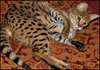 Adorable Savannah F1