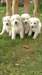 Chiots  Berger Blanc Suisse
