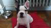 adorable Chiot Bouledogue Francais