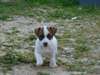 Superbes Chiots Type jack russell Terrier pr&#234;ts &#224; - photo 2