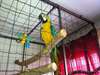 Perroquet ara ararauna - photo 2