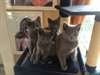 Chatons chartreux - photo 1