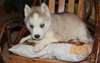 Trois Superbe Chiot Husky Siberien a adopter