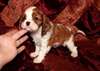 chiots cavalier king charles