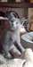 Chatons chartreux pure race