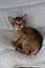 Chaton abyssin mâle