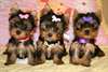 Yorkshire terrier toy pedigre