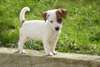ADORABLE CHIOTS JACK RUSSELL TERRIER LOF