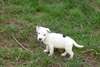 ADORABLE CHIOTS JACK RUSSELL TERRIER LOF - photo 2