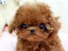 Cherry ~ Micro Teacup Red Poodle Teddy Bear Face a