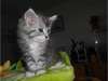 Magnifiques chatons maine coon male et femelle