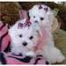 Bichons maltais disponible