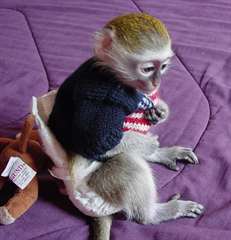 singe capucin cherchant une nouvelle famille.
