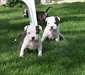 Chiots staffordshire-bull terrier (staffie)