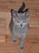 Chatons chartreux pure race - photo 1