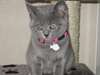 Chatons chartreux pure race - photo 2